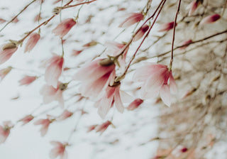 The Best Herbs For Seasonal Allergy Support This Spring