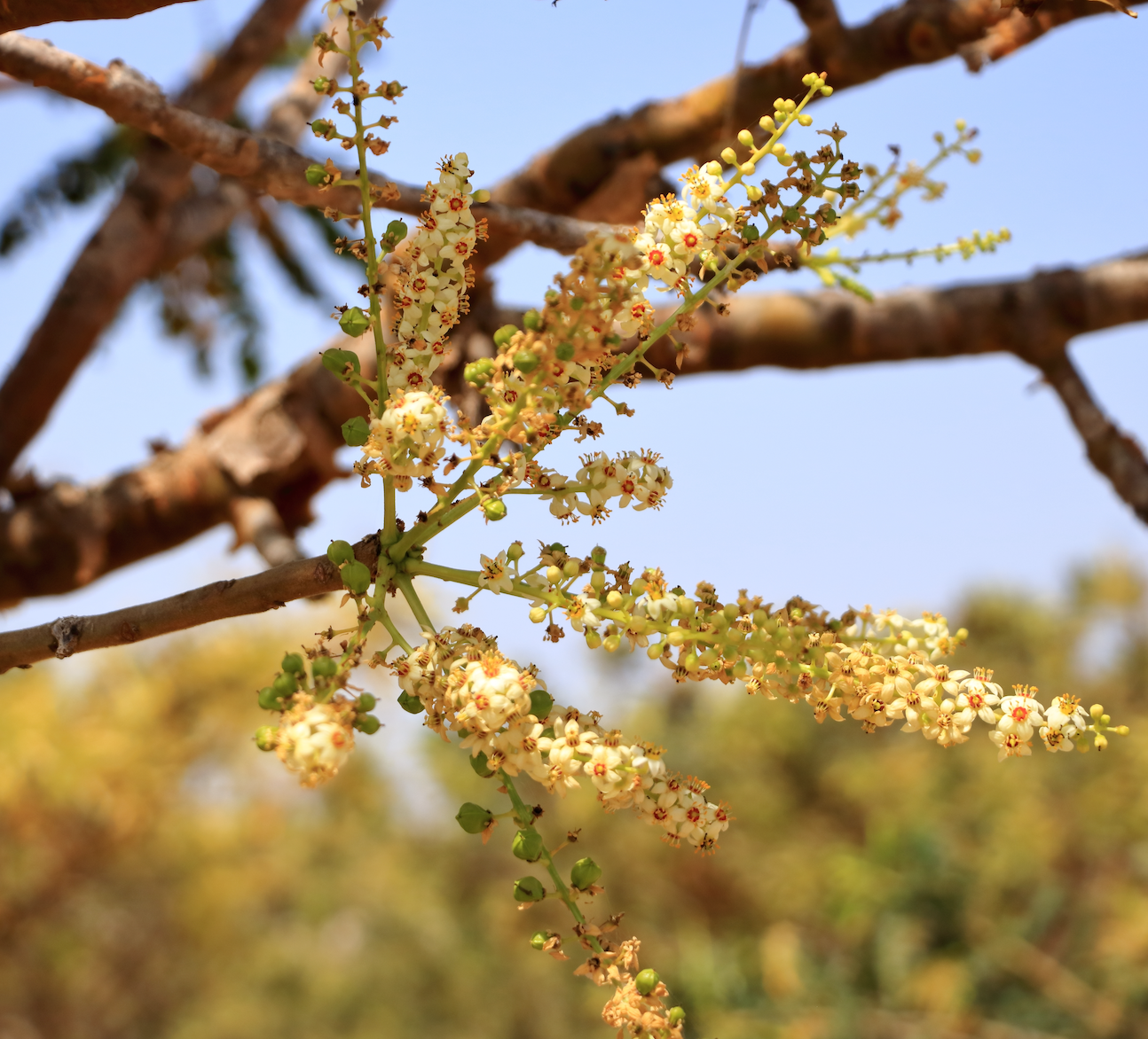 How to Heal Your Gut and Reduce Inflammation – Drink Symbi